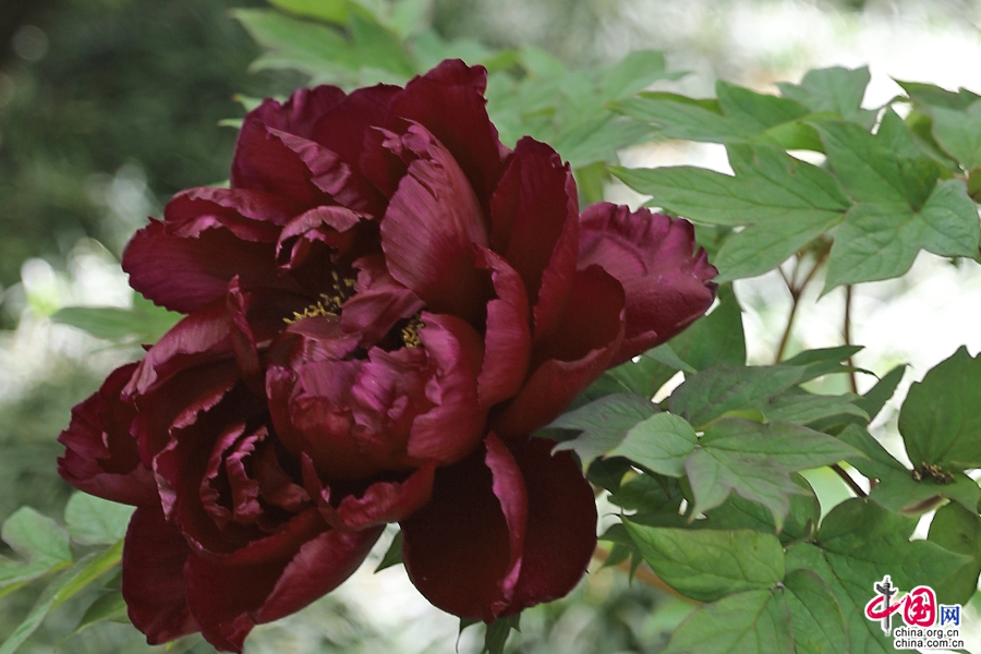 日本牡丹——黑色牡丹（黑牡丹）