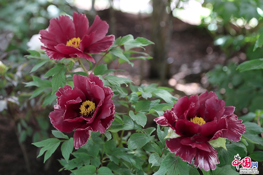 日本牡丹——黑色牡丹（麟凤）