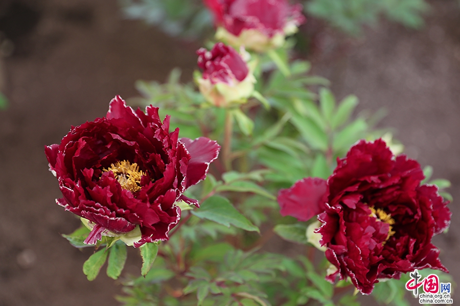 日本牡丹——黑色牡丹（麟凤）