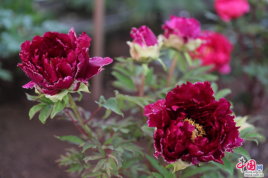 日本牡丹——黑色牡丹（麟凤）