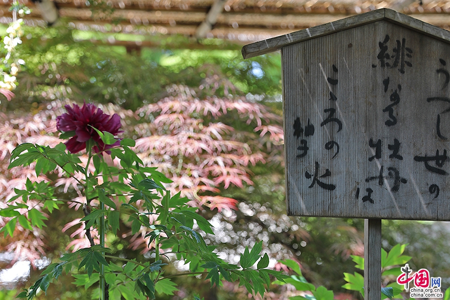 日本牡丹——黑色牡丹（深夜之星)