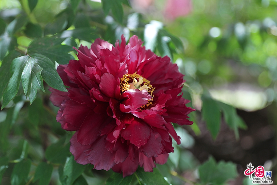 日本牡丹——黑色牡丹（深夜之星)