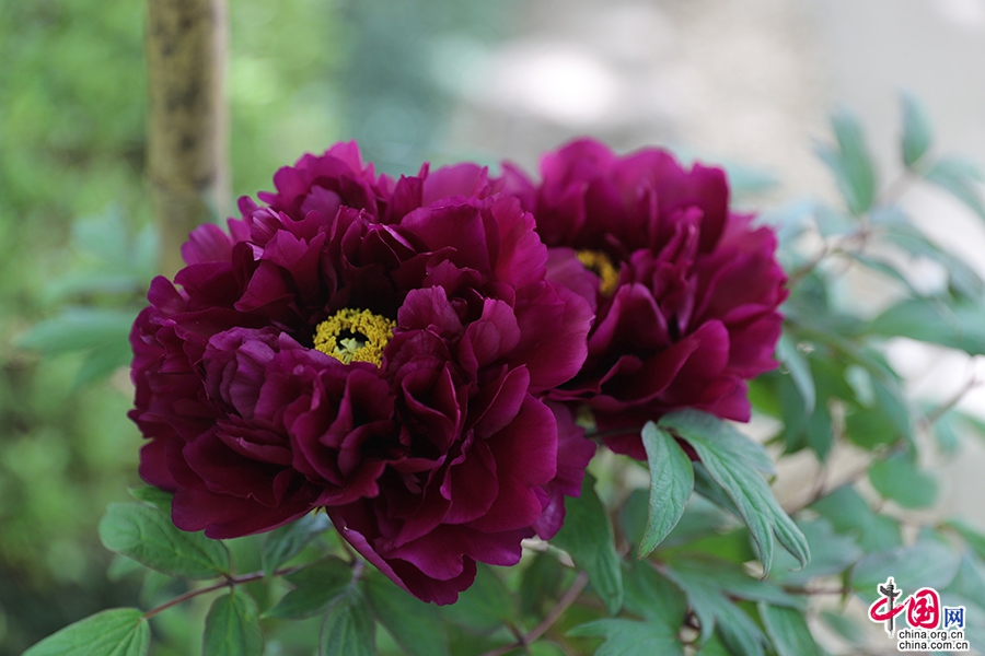 日本牡丹——黑色牡丹（深夜之星)