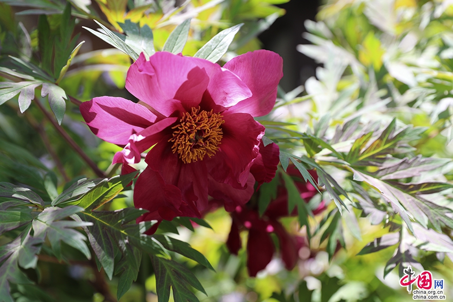 日本牡丹——黑色牡丹（乌龙卧墨)