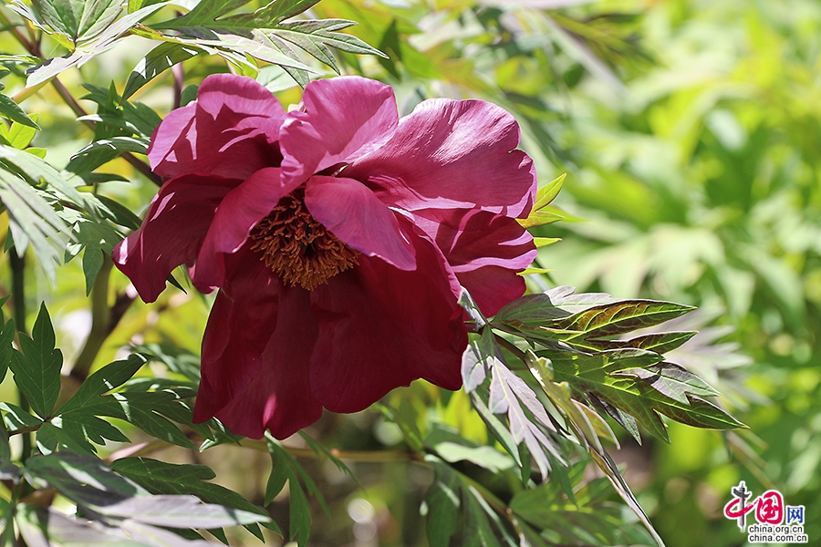 日本牡丹——黑色牡丹（乌龙卧墨)