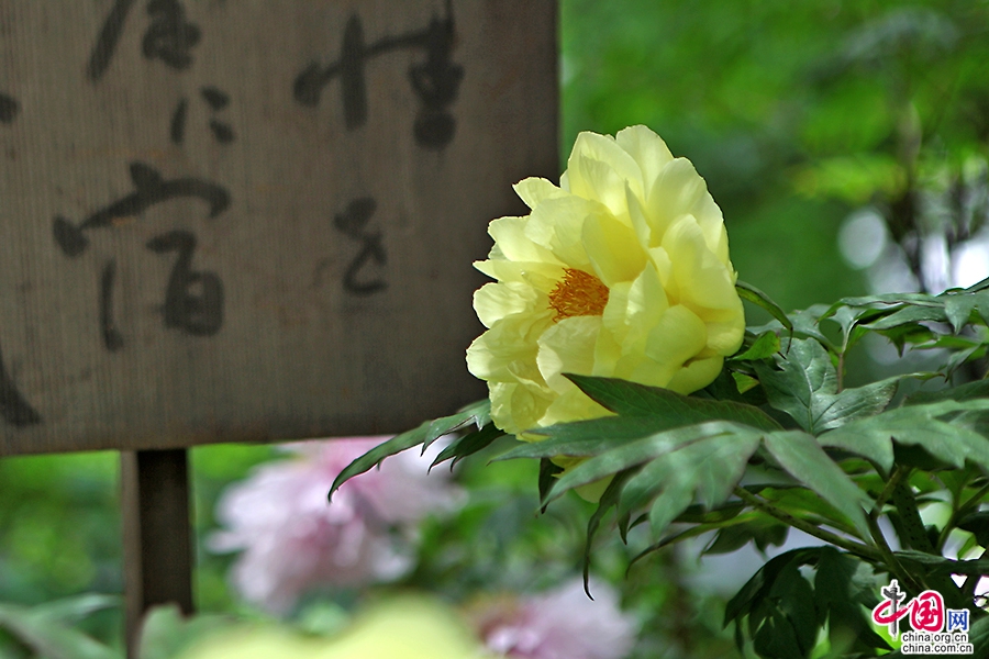 日本牡丹——黄色牡丹（海黄）