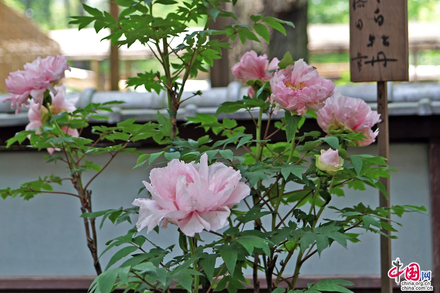 日本牡丹——粉色牡丹