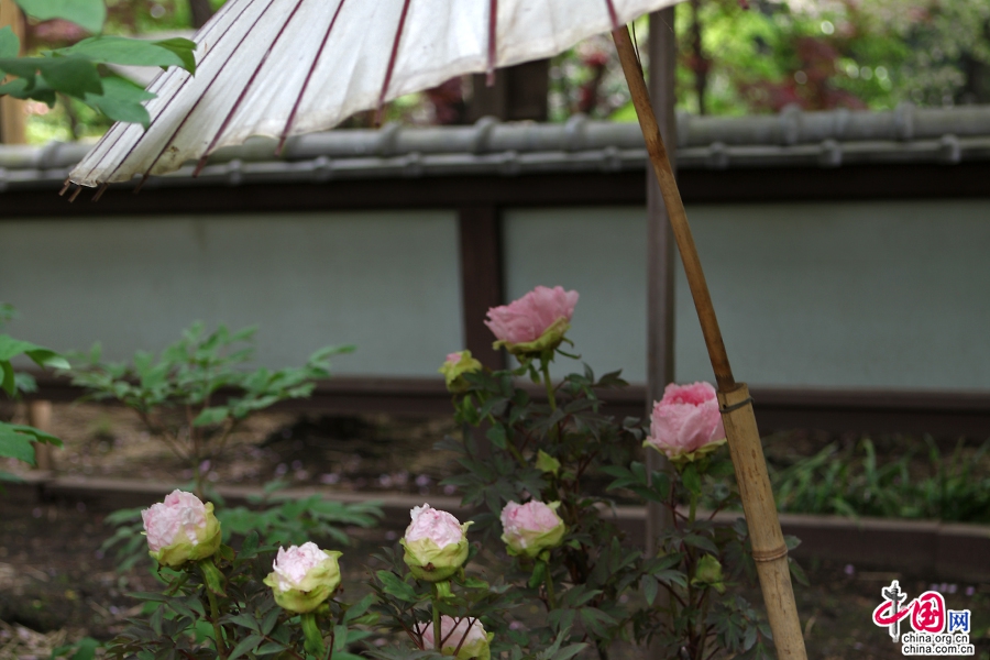 日本牡丹——粉色牡丹