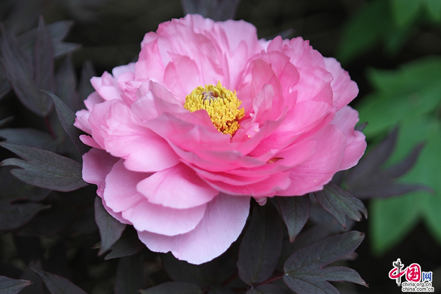日本牡丹——粉色牡丹(八千代椿)