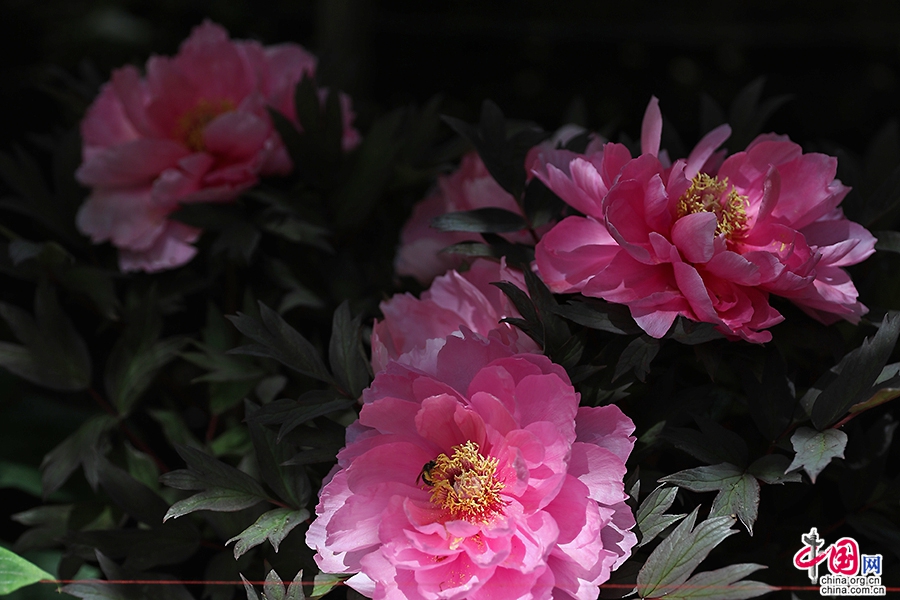 日本牡丹——粉色牡丹(八千代椿)