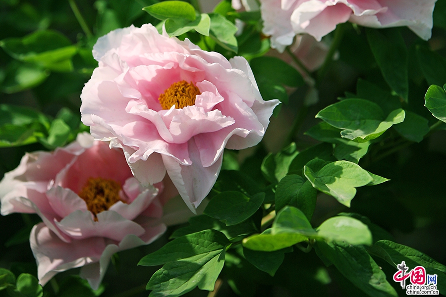 日本牡丹——粉色牡丹(花競)