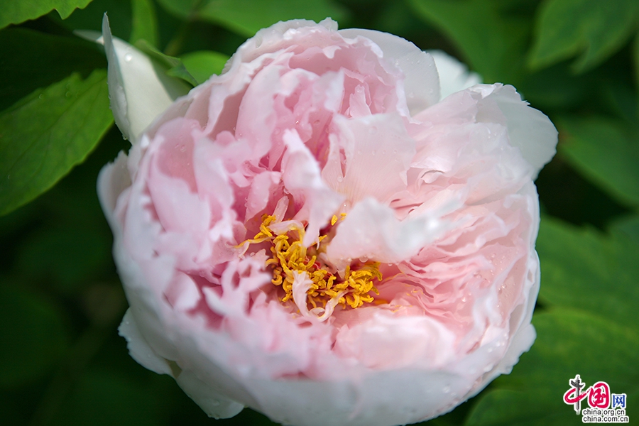 日本牡丹——粉色牡丹(花競)