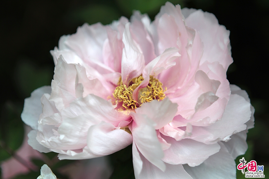 日本牡丹——粉色牡丹(花壳新娘)