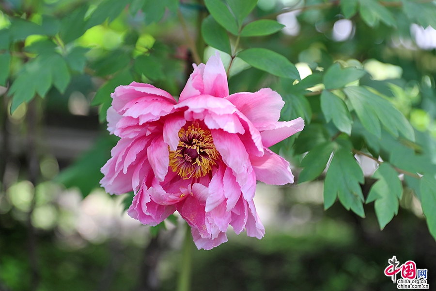 日本牡丹——粉色牡丹(七福神)