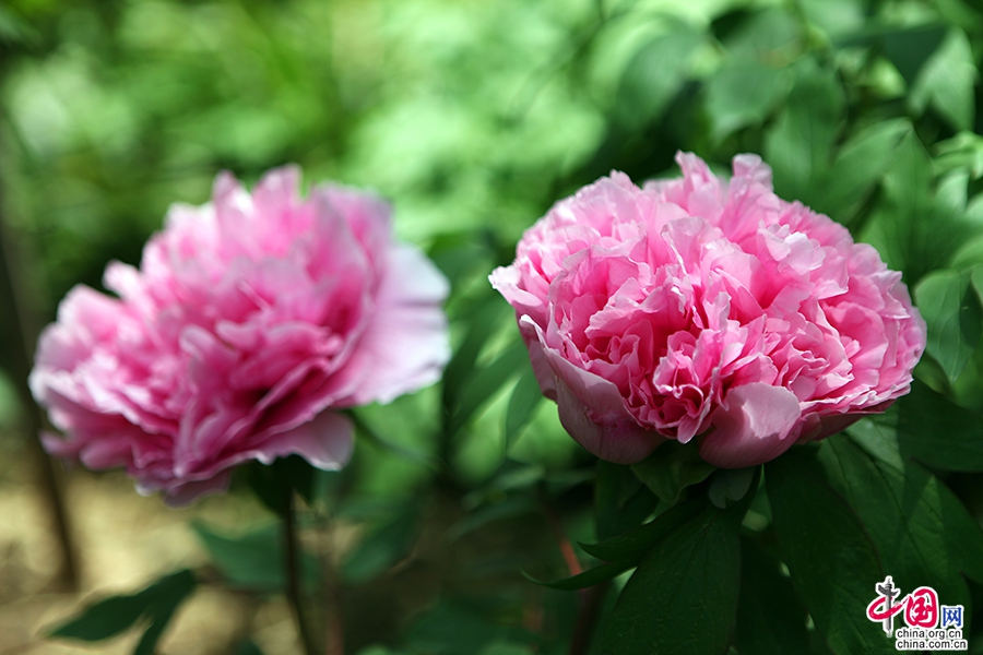 日本牡丹——粉色牡丹(圣代)