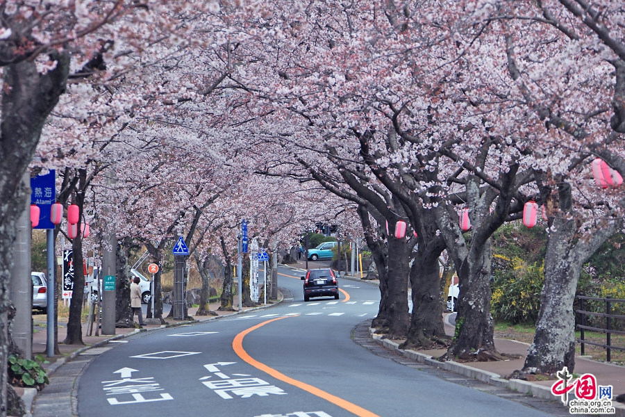 种植了3000余株高大的樱花树,且全为日本樱花中最具代表性的染井吉野