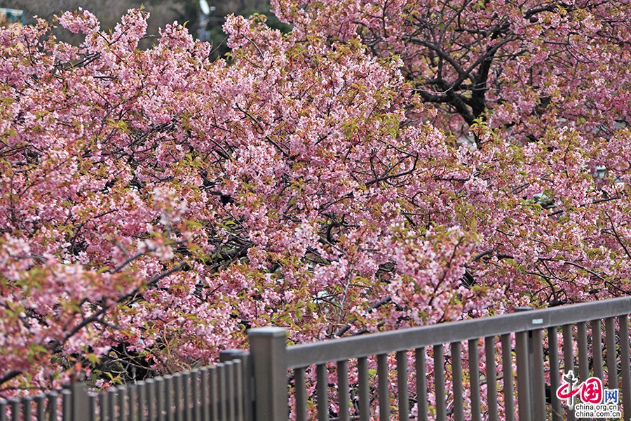 大室山脚的樱花已近凋落