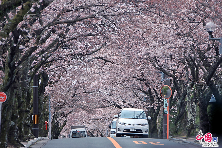 樱花盛开的一条路