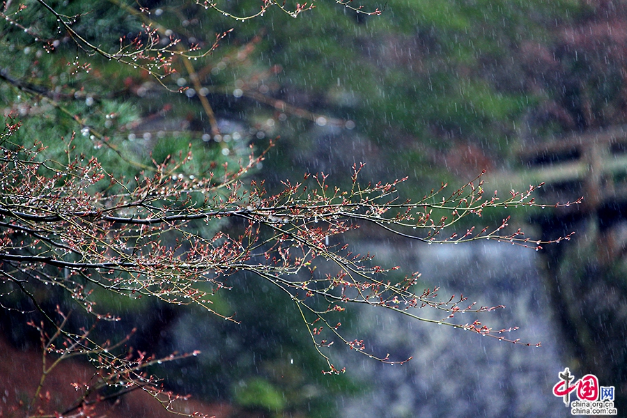 烟雨濛濛