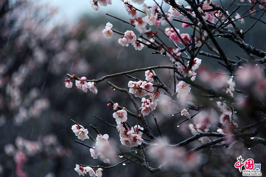 老梅开花