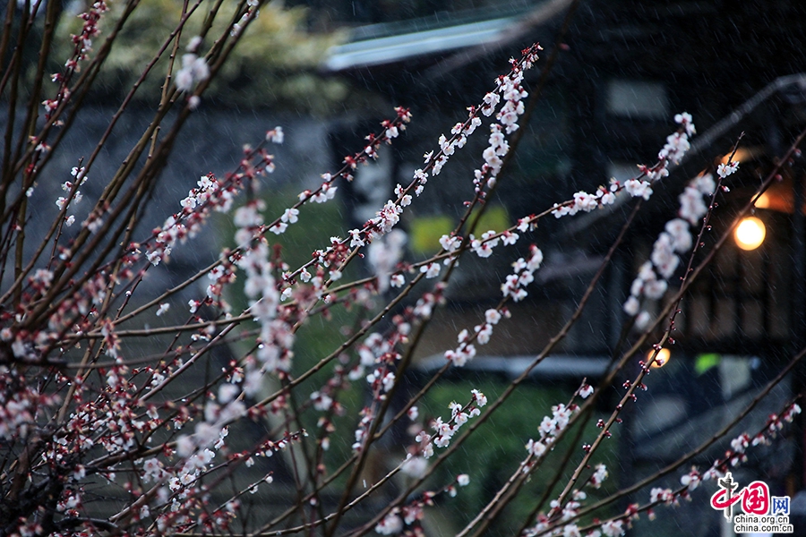 白梅花开