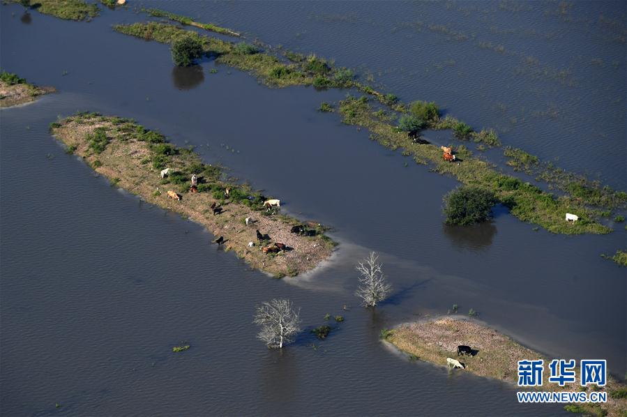 这张9月1日的航拍照片显示，美国得克萨斯州休斯敦一处农场被飓风“哈维”引发的洪水围困。