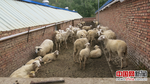 尹家村养殖合作社养殖的羊。中国网记者 张艳玲 摄