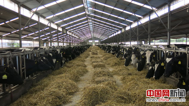 青海奶牛養殖場的效益也因村路的開通而提升。中國網記者 張艷玲 攝