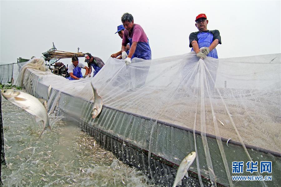 9月6日,江苏常州的渔民在太湖指定水域收网捕鱼.