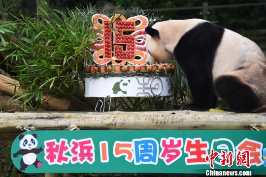 海归大熊猫“秋浜”首次在深圳过生日