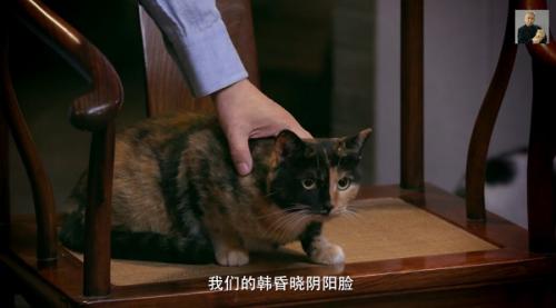 马未都聊猫 《观复嘟嘟丁酉版》成文化节目清流 马未都聊猫 《观复嘟嘟丁酉版》成文化节目清流