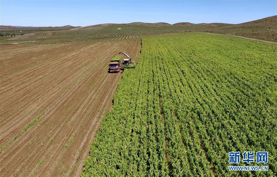 河北塞北:秋收牧草忙