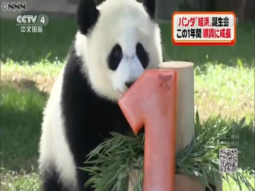 旅日大熊猫“结滨”迎一岁生日 游客送祝福