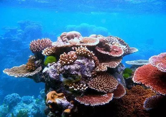 澳大利亚：拯救“大堡礁”——培育海星天敌