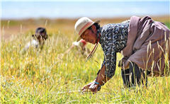 西藏迎来饲草收割季