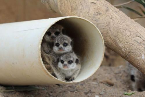 澳大利亚国家动物园刚刚满月不久的3只猫鼬宝宝。（图片来源：澳大利亚国家动物园与水族馆）