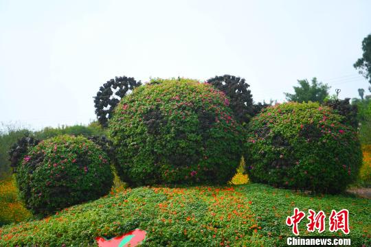 重庆一景区打造个性化花卉迎国庆
