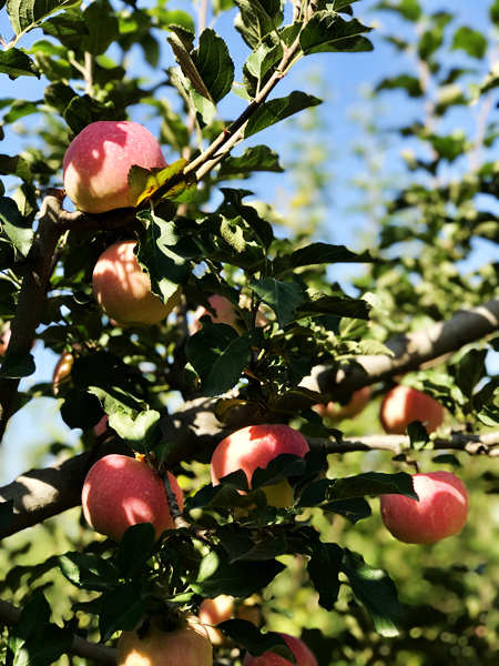 新城子镇苹安采摘季开幕 盛情邀您体验采摘乐