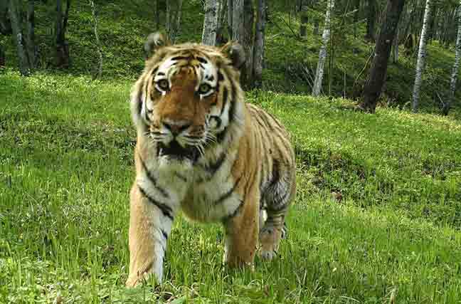 梦境中的猛兽交响，解析梦到老虎与豹子的深层含义