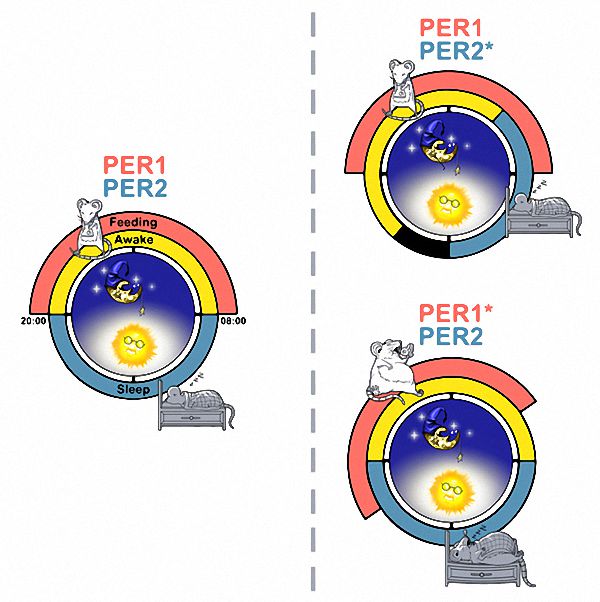 徐璎实验室研究发现，PER2基因突变导致睡眠相位前移，而PER1突变导致摄食相位前移。生物钟研究的商业和军事需求