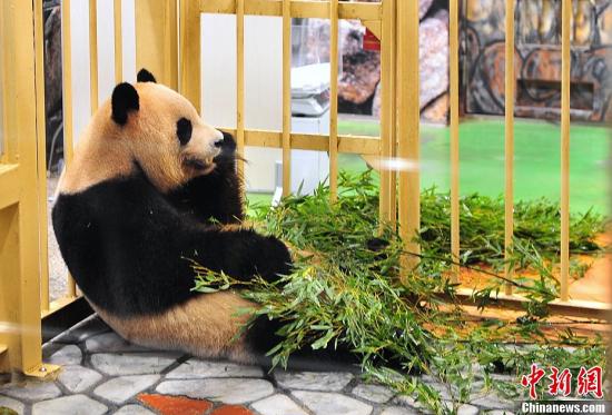 日本和歌山县一家名为“冒险世界”的动物园8月10日新诞下一只雌性大熊猫宝宝，在全国公开征名后被取名为“优滨”。这个名字是从公开征名中收到的约2万份投稿中选出的。“冒险世界”现在拥有9只大熊猫，在全世界属于第一。图为“优滨”的妈妈“良滨”。“良滨”非常多产，已经产下五只小熊猫，均健康活泼，且都靠“良滨”母乳喂养。饲养员说按照目前的情况，“良滨”还有继续当妈妈的可能。<a target=&apos;_blank&apos; href=&apos;http://www.chinanews.com/&apos;><p align=