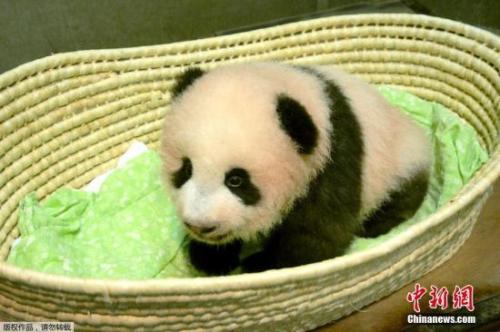 资料图：当地时间2017年9月25日，日本东京，东京上野动物园出生的熊猫宝宝名字为“香香”。