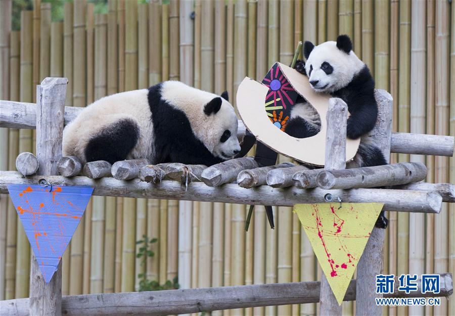 （国际）（1）加拿大出生的龙凤胎大熊猫过两周岁生日