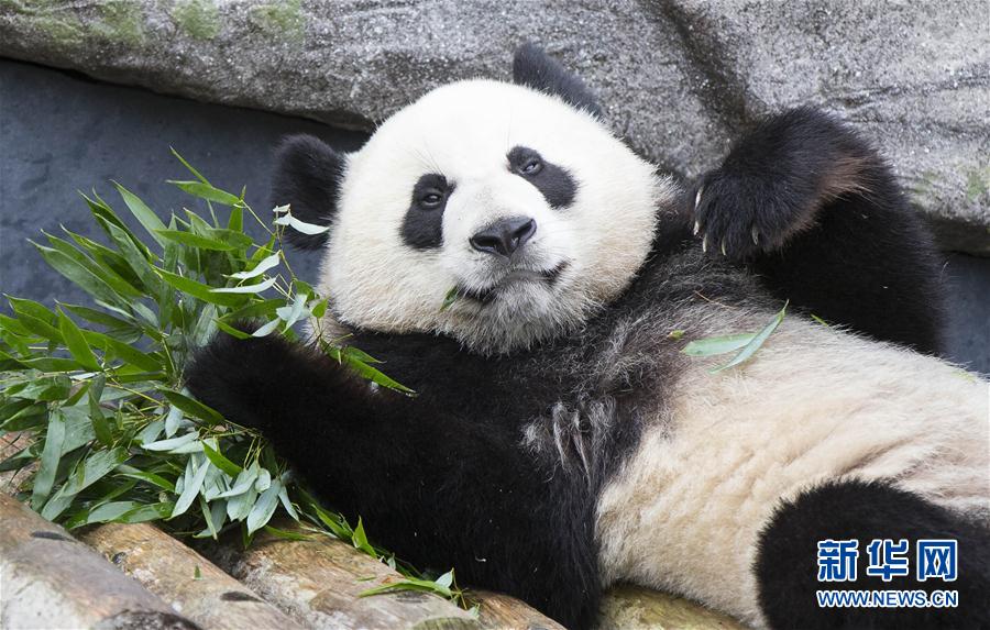 （国际）（3）加拿大出生的龙凤胎大熊猫过两周岁生日