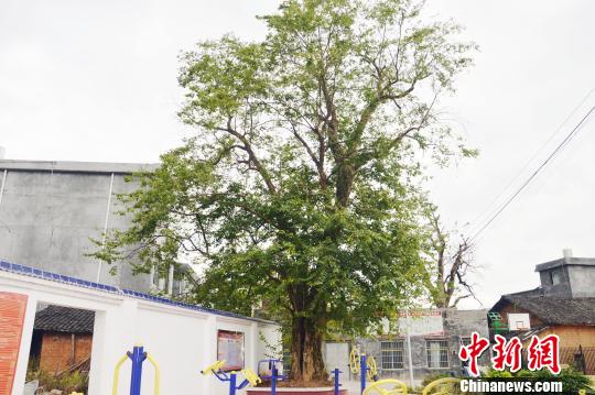 湖南江華發現一株宋朝時期珍稀青檀樹樹齡近千歲