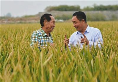 超级杂交水稻亩产破世界纪录 种植前需做哪些