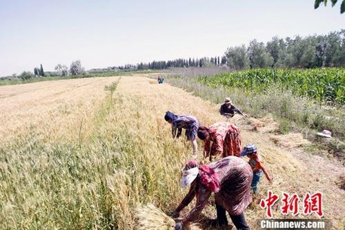 资料图：农民正在抢收夏粮。中新社记者 王小军 摄