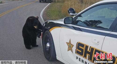 在当地副警长到达现场后，熊宝宝似乎更愿意跟着她，而不是逃跑。两只小熊幼崽“检查”了她的警车，其中一只熊幼崽甚至试图爬上车顶。