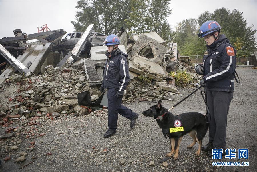 10月19日，在加拿大温哥华，搜救队人员与搜救犬在模拟灾难现场参加演习。