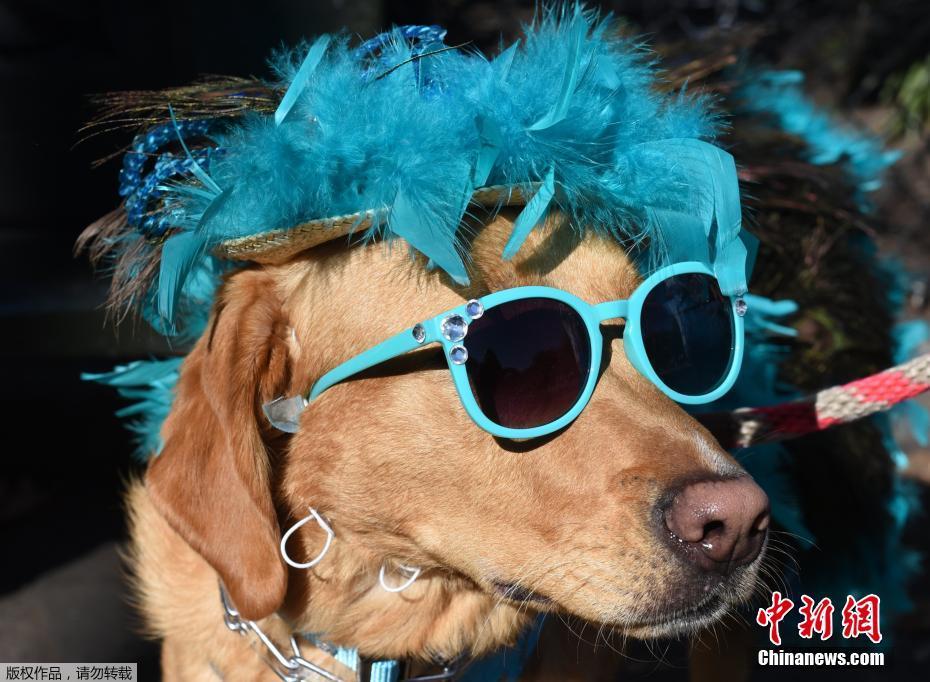當地時間10月21日，美國民眾攜愛犬參加在紐約湯普金斯廣場舉行的萬聖節狗狗大巡遊，約500多只寵物身穿萬聖節服裝齊聚盛會。